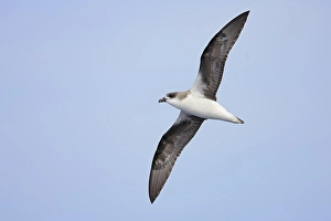 Images Dated 22nd August 2023: Desertas Petrel, Pterodroma feae deserta