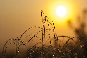 Dichtbij Prints: Dew-covered grass