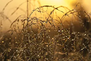 Dichtbij Prints: Dew-covered grass
