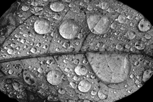 Images Dated 22nd December 2022: Dew drops on autumn leaf