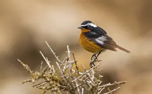 Images Dated 11th October 2015: Diadeemroodstaart, Moussier's Redstart, Phoenicurus moussieri
