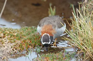 Images Dated 3rd February 2006: The Diademed Sandpiper-Plover of the high Andes is a most-wanted species of South America
