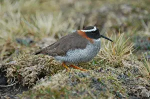 Images Dated 3rd February 2006: The Diademed Sandpiper-Plover of the high Andes is a most-wanted species of South America