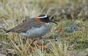 Images Dated 3rd February 2006: The Diademed Sandpiper-Plover of the high Andes is a most-wanted species of South America