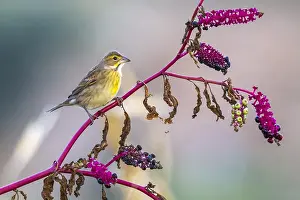 Spiza Prints: Dickcissel, Spiza americana