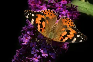1980 Prints: Distelvlinder, Painted Lady