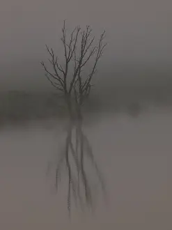 Reflectie Prints: Dode Boom; Dead Tree