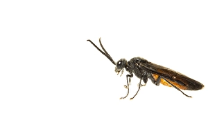 Images Dated 5th June 2020: Dolerus germanicus