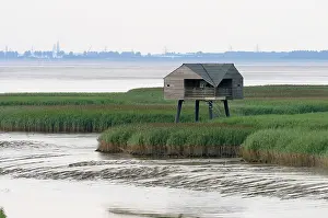 2003 Prints: Dollard