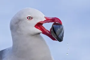 Images Dated 24th November 2023: Dolphin Gull, Leucophaeus scoresbii
