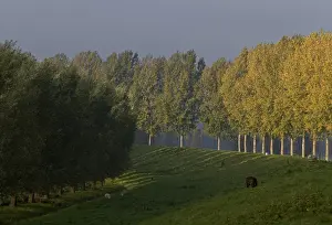 Images Dated 22nd October 2007: Dortse Biesbosch