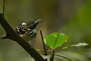 Images Dated 6th December 2009: Dot-backed Antbird
