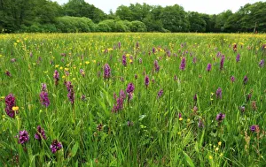 Images Dated 9th June 2013: Drentsche Aa
