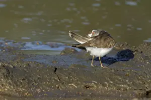 Banded Prints: Driebandplevier, Three-banded Plover, Charadrius tricollaris