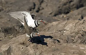 Natuurreservaat Prints: Driebandplevier, Three-banded Plover, Charadrius tricollaris