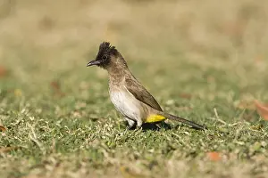 Images Dated 15th September 2008: Driekleurbuulbuul, Dark-capped Bulbul, Pycnonotus tricolor