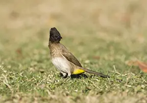 Images Dated 15th September 2008: Driekleurbuulbuul, Dark-capped Bulbul, Pycnonotus tricolor