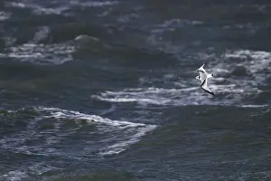 Eerste Jaars Prints: Drieteenmeeuw, Black-legged Kittiwake, Rissa tridactyla