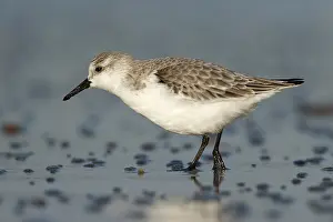 Doortrekker Prints: Drieteenstrandloper; Sanderling; Calidris alba