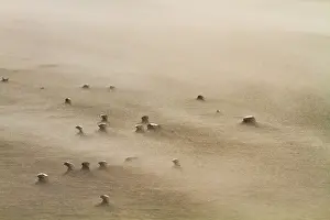 Blowing Prints: Drifting sand