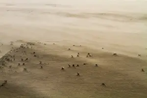 Blowing Prints: Drifting sand