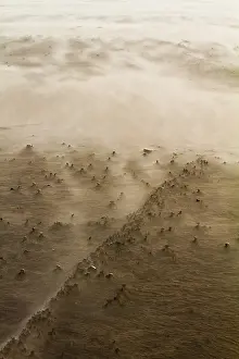 Blowing Prints: Drifting sand
