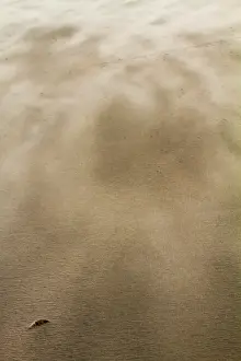 Blowing Prints: Drifting sand