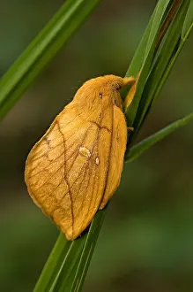 Nachtvlinders Prints: Drinker moth, Rietvink, Euthrix potatoria