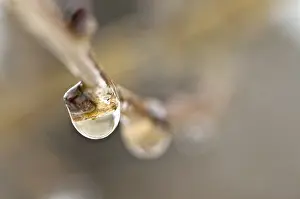 Reflectie Prints: Druppels, Drops