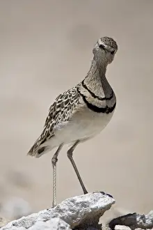 : Dubbelbandrenvogel, Double-banded Courser, Rhinoptilus africanus