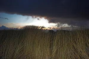 2008 Prints: Duinen, Dunes