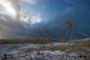 2008 Prints: Duinen, Dunes