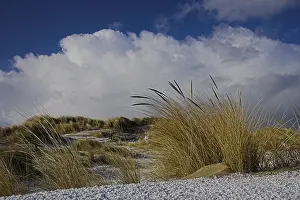 2008 Prints: Duinen, Dunes