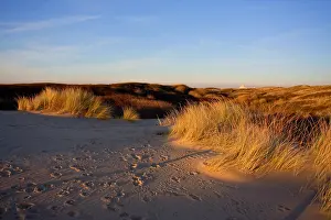 Bas Haasnoot Prints: Dunes of Berkheide, Katwijk, Netherlands