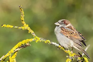 2023 Prints: dunes, winter, House Sparrow, Huismus