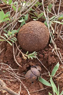2017 Prints: Dung beetle hiding a ball of dung
