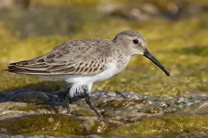 Dunlin Prints: Dunlin