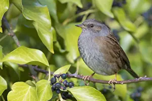 Prunellidae Prints: Dunnock