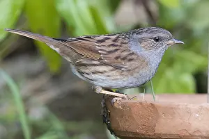 Prunellidae Prints: Dunnock