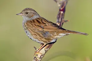 Prunellidae Prints: Dunnock