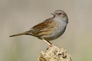 Prunellidae Prints: Dunnock