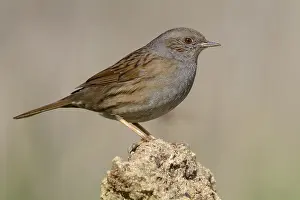 Prunellidae Prints: Dunnock