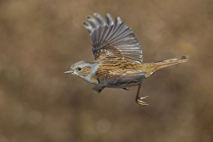Images Dated 12th February 2019: Dunnock, Prunella modularis