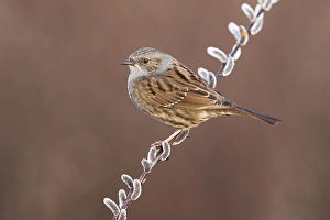 Images Dated 27th February 2019: Dunnock, Prunella modularis