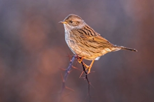 Images Dated 2nd January 2019: Dunnock, Prunella modularis