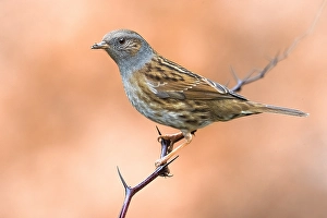 Images Dated 16th December 2018: Dunnock, Prunella modularis