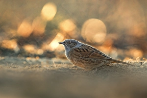 Images Dated 21st February 2019: Dunnock, Prunella modularis
