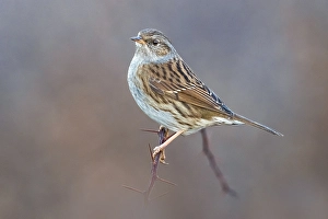 Images Dated 2nd January 2019: Dunnock, Prunella modularis