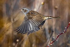 Images Dated 12th January 2020: Dunnock, Prunella modularis