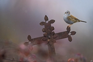 Images Dated 12th December 2020: Dunnock, Prunella modularis